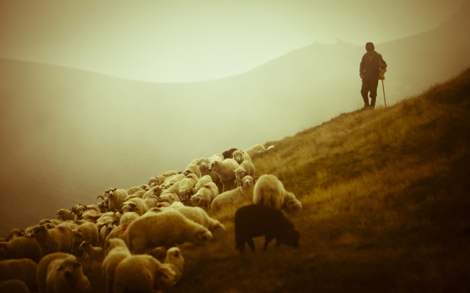 pastor con ovejas, paisaje, paz, tranquilidad, orden, shepherd-sheep-12